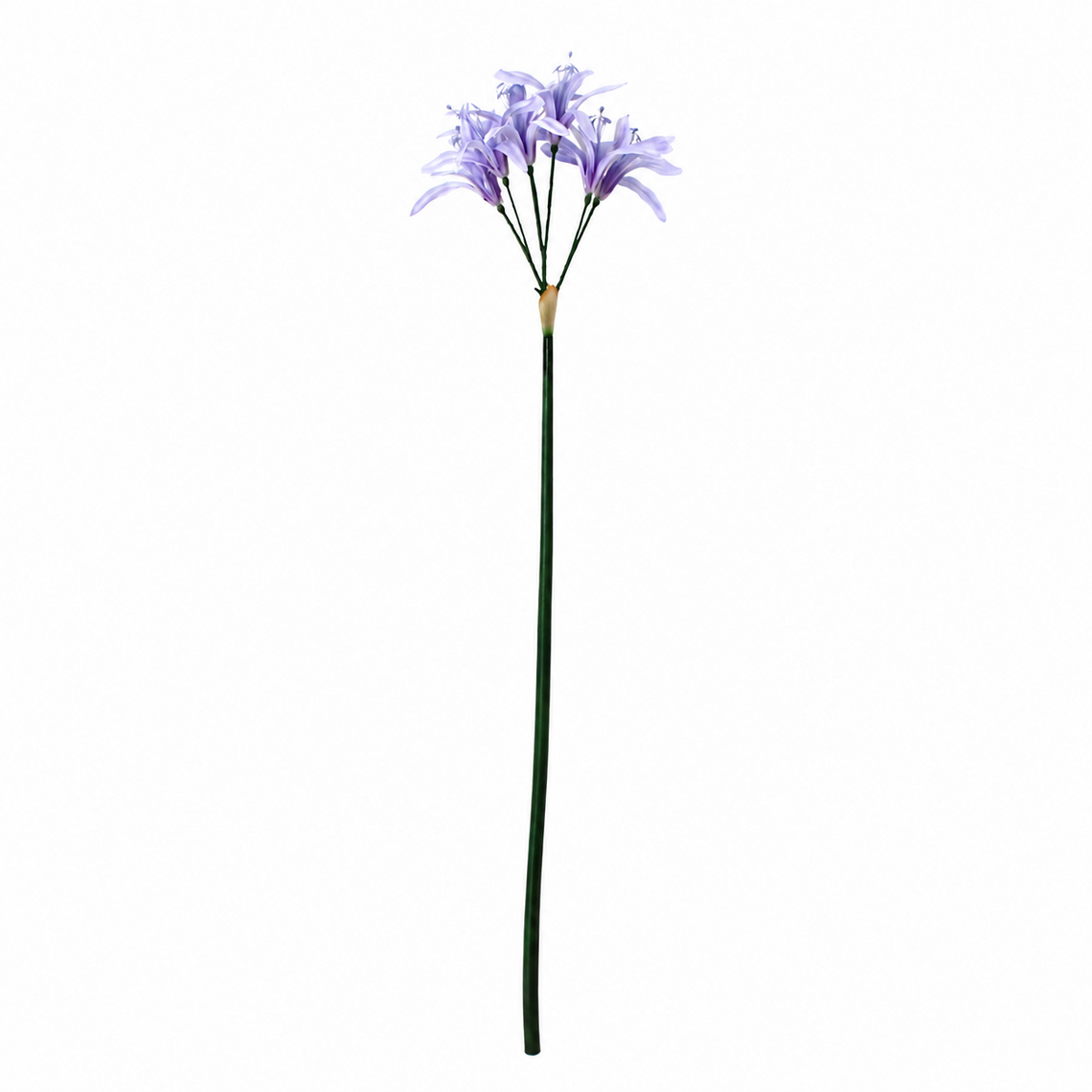 FS203 Lycoris Aurea 29" PK 24