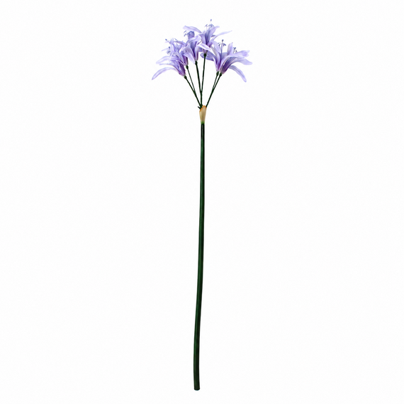 FS203 Lycoris Aurea 29" PK 24
