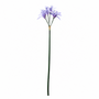 FS203 Lycoris Aurea 29" PK 24