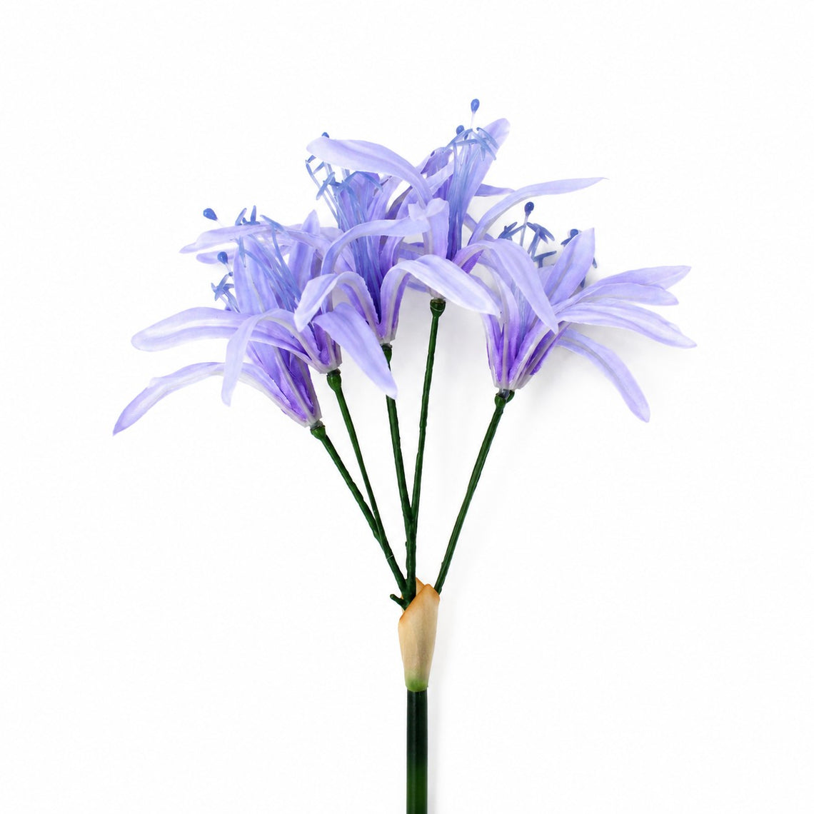 FS203 Lycoris Aurea 29" PK 24