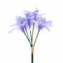 FS203 Lycoris Aurea 29" PK 24