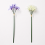 FS203 Lycoris Aurea 29" PK 24