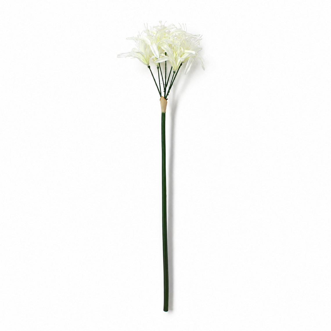 FS203 Lycoris Aurea 29" PK 24