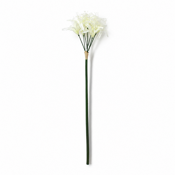 FS203 Lycoris Aurea 29" PK 24
