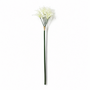 FS203 Lycoris Aurea 29" PK 24