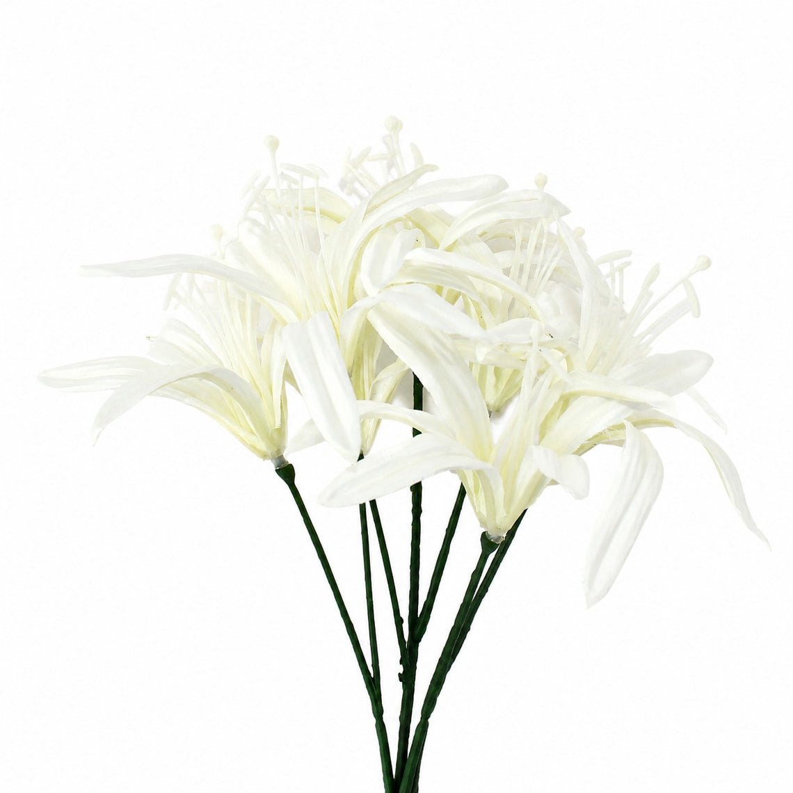 FS203 Lycoris Aurea 29" PK 24