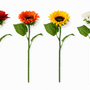FS205 Sunflower 18" PK 24