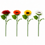 FS205 Sunflower 18" PK 24