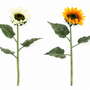 FS206 Sunflower 24" PK 24