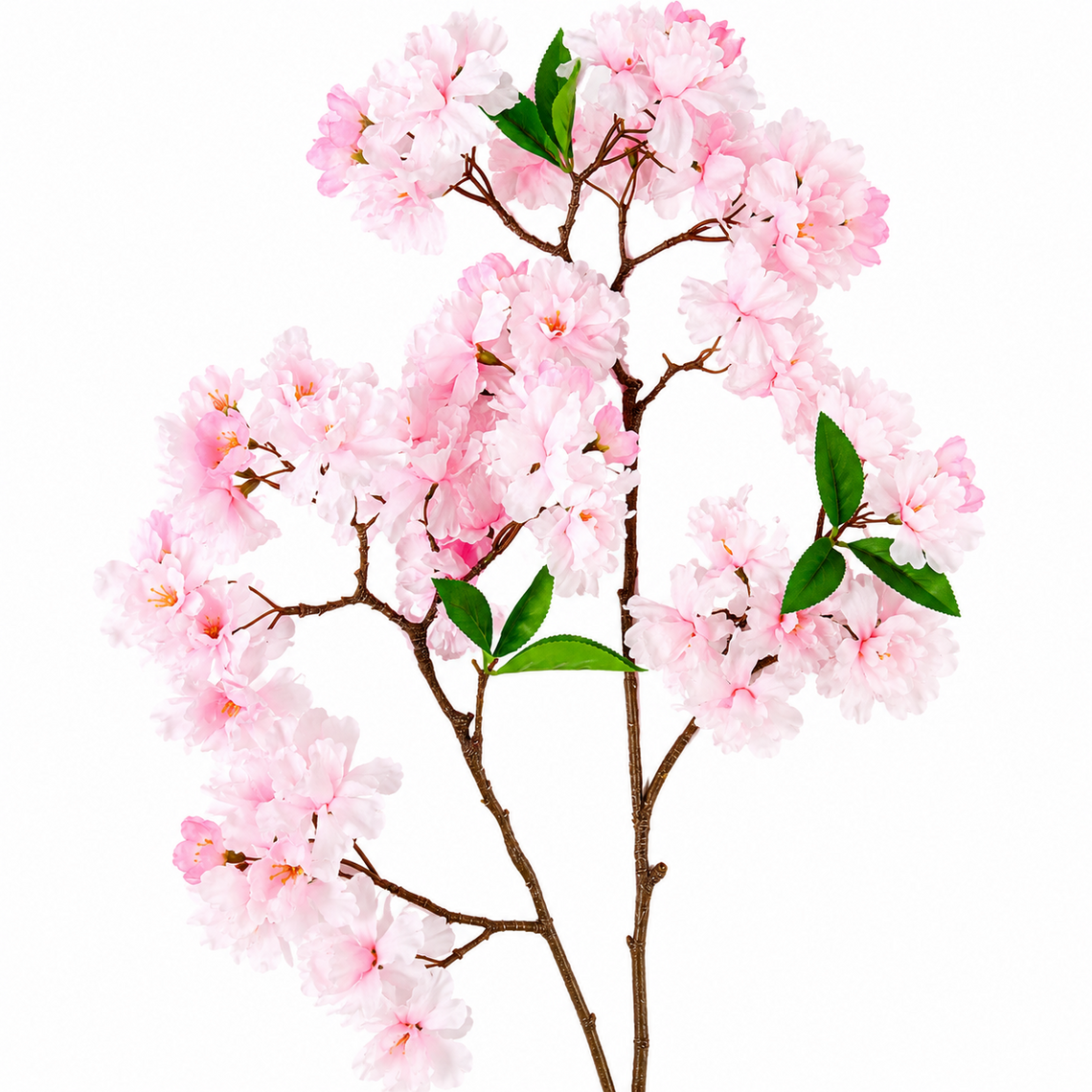 FS215 Cherry Blossom 34" PK 12