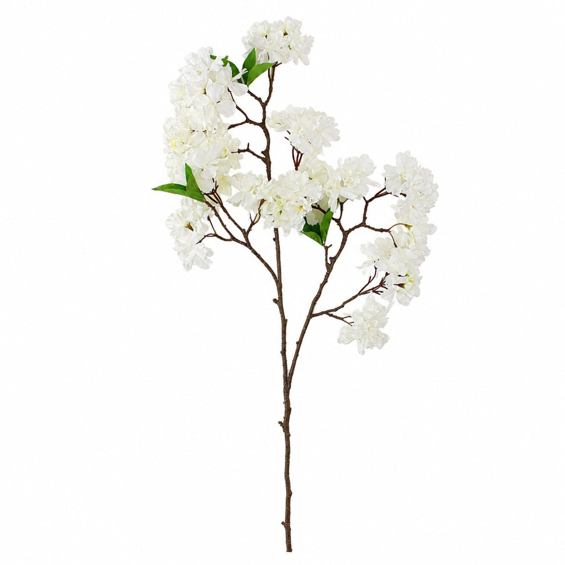 FS215 Cherry Blossom 34" PK 12