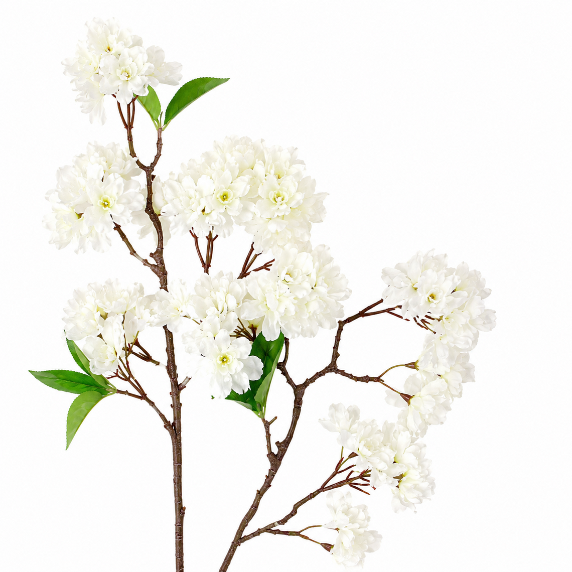 FS215 Cherry Blossom 34" PK 12