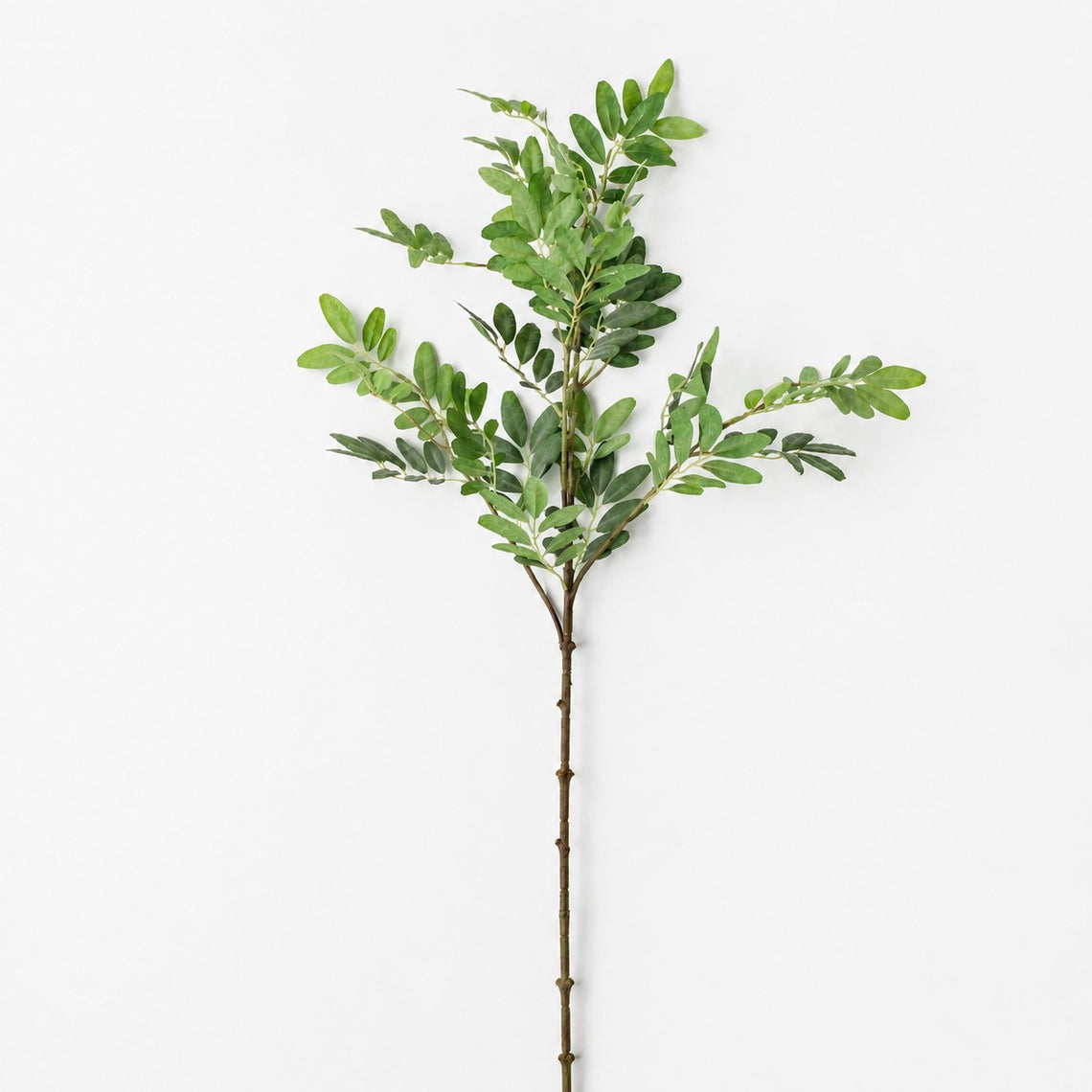 FS219 Sophora 41.5" PK 12