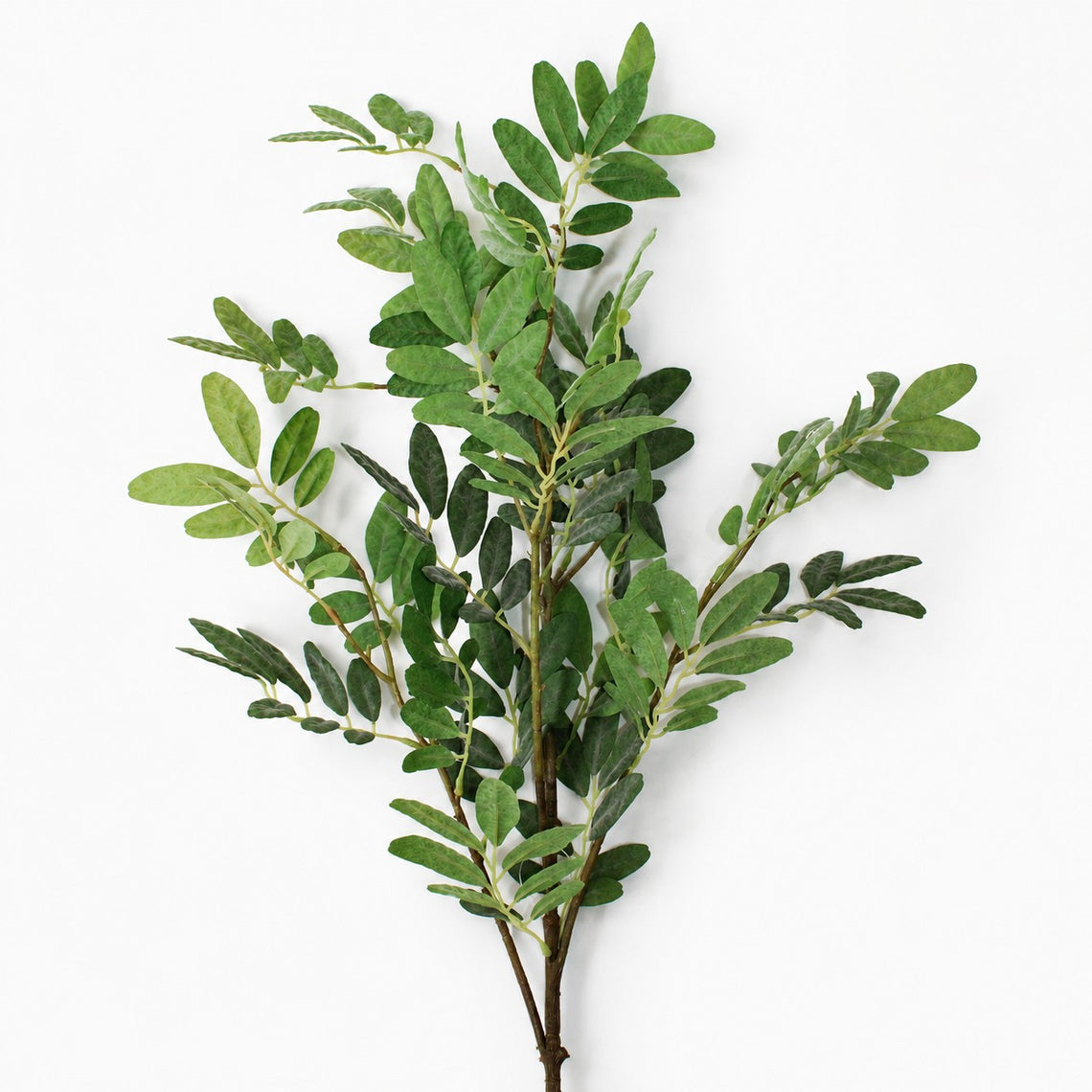 FS219 Sophora 41.5" PK 12