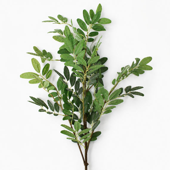 FS219 Sophora 41.5" PK 12