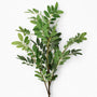 FS219 Sophora 41.5" PK 12