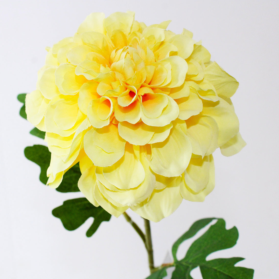 FS220 YE Dahlia PK 24