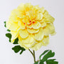 FS220 YE Dahlia PK 24