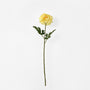FS220 YE Dahlia PK 24