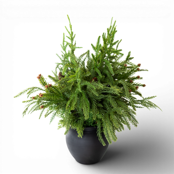 PN116 Potted Pine w/Pinecones 20" x 17" x 18" PK2