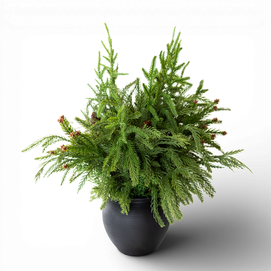 PN116 Potted Pine w/Pinecones 21" PK2