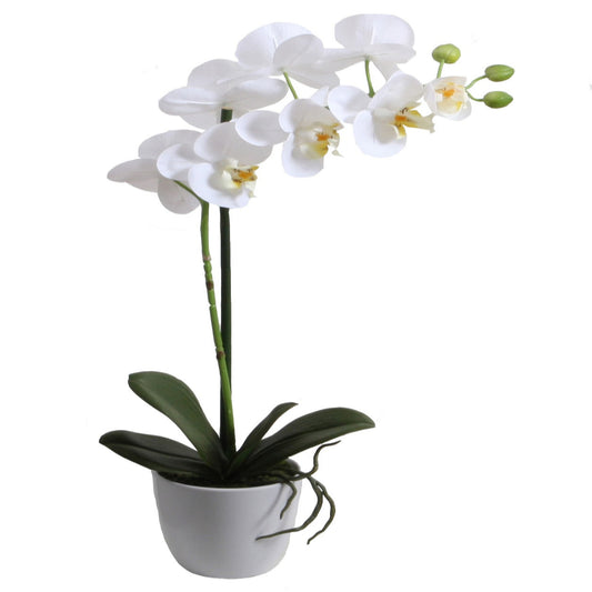 Potted Phalaenopsis