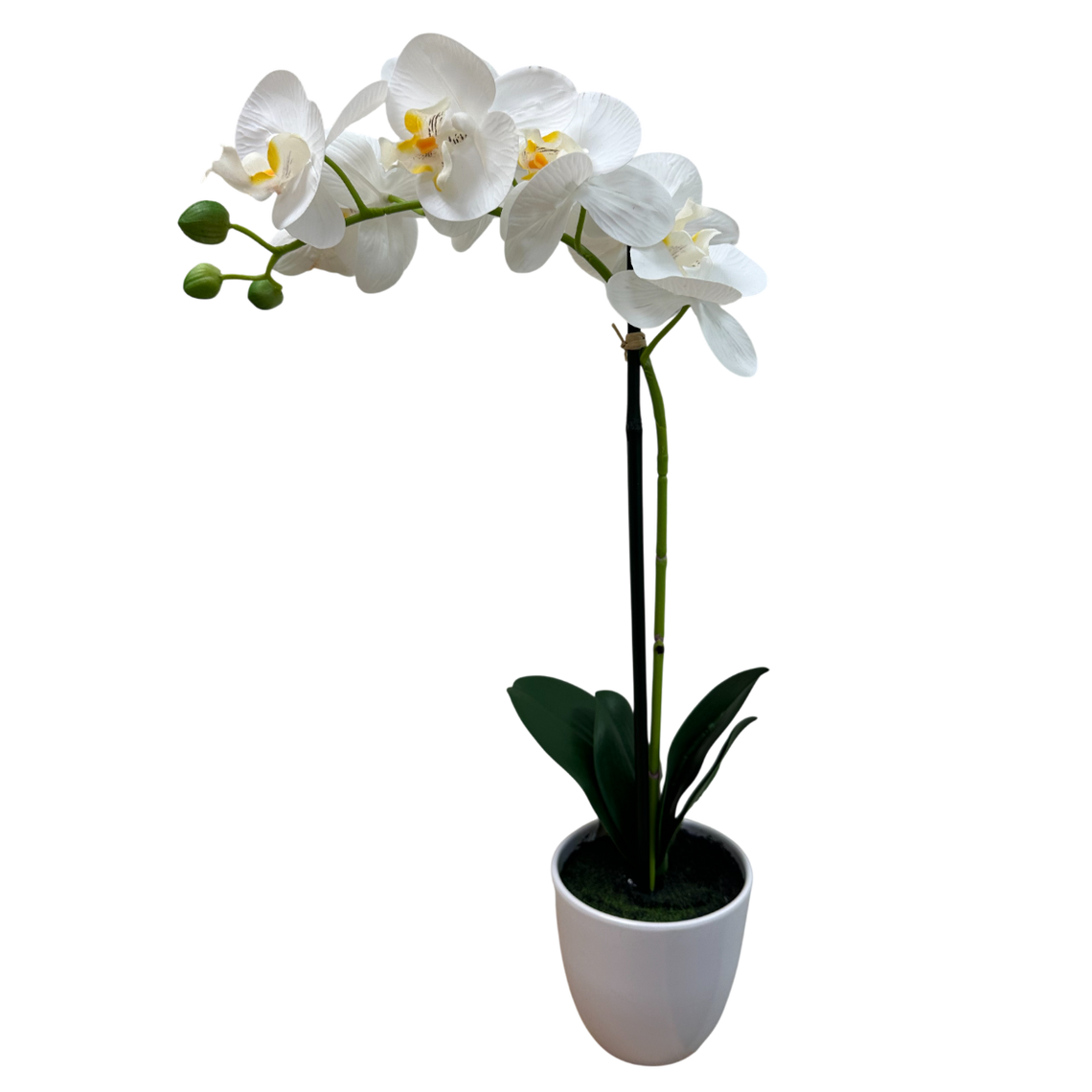 PTF100 Potted Phalaenopsis 19" PK 2