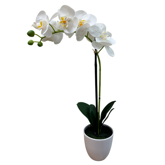 PTF100 Potted Phalaenopsis 19" PK 2