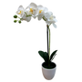 PTF100 Potted Phalaenopsis 19" PK 2