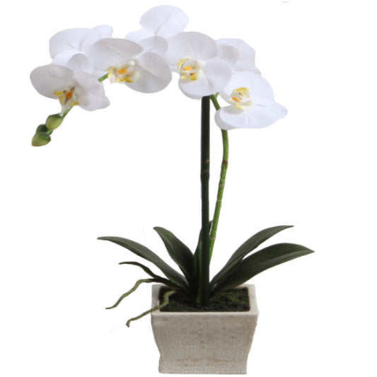 Potted Phalaenopsis