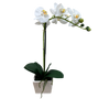 PTF101 Potted Phalaenopsis 16.25" PK 2