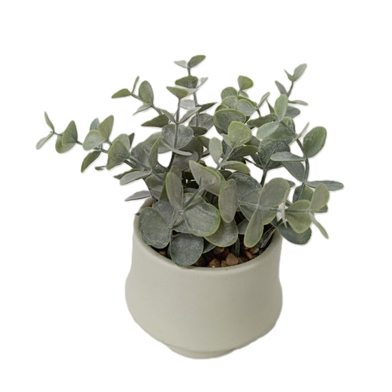 Rosemary Bonsai