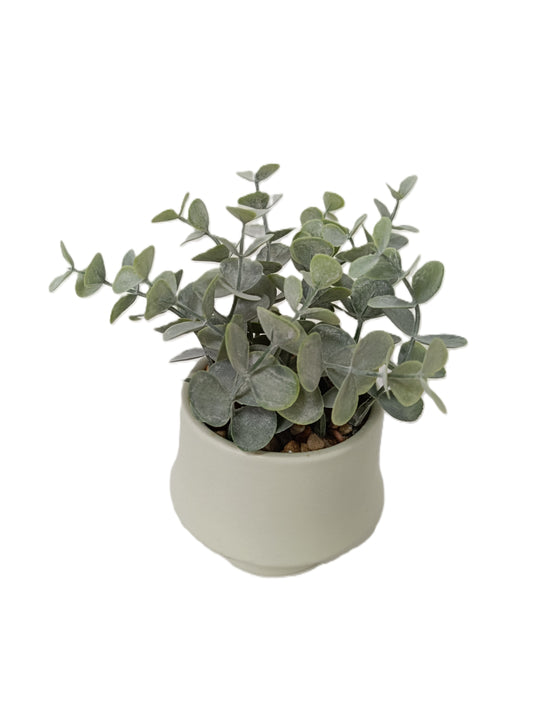 Rosemary Bonsai