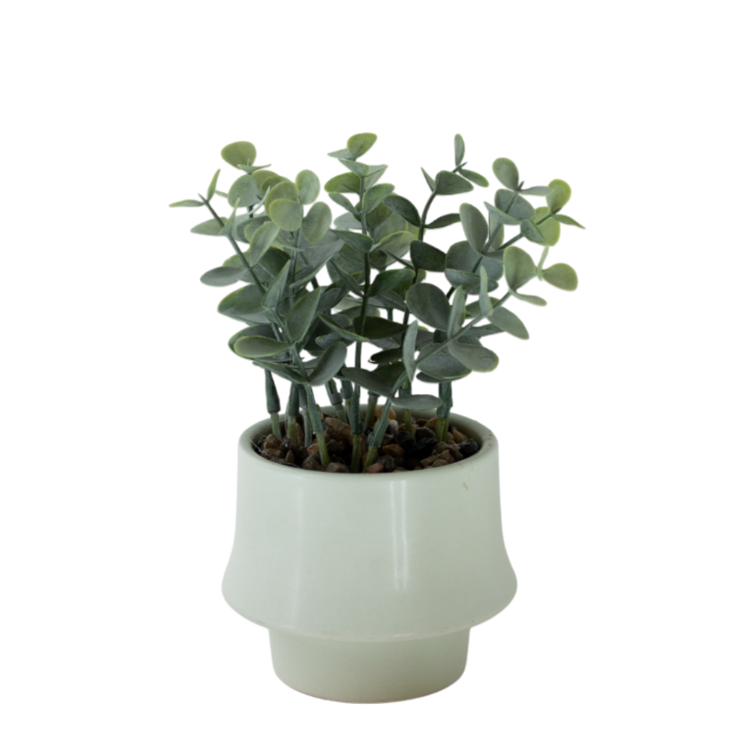 PTG100 Eucalyptus Bonsai 4" x 4" x 6.75" PK 12