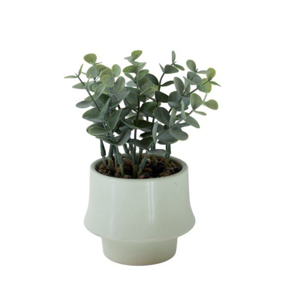 PTG100 Eucalyptus Bonsai 4" x 4" x 6.75" PK 12
