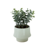 PTG100 Eucalyptus Bonsai 4" x 4" x 6.75" PK 12