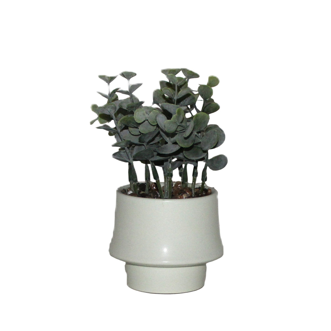PTG100 Eucalyptus Bonsai 4" x 4" x 6"