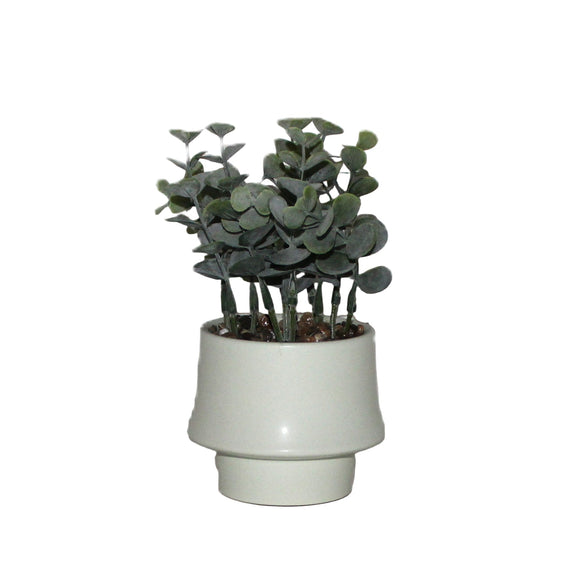 PTG100 Eucalyptus Bonsai 4" x 4" x 6"