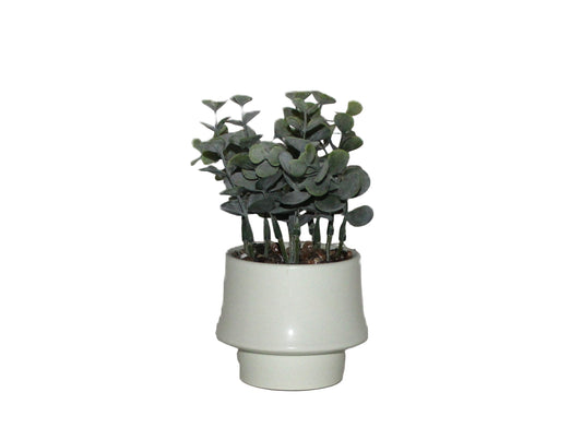 PTG100 Eucalyptus Bonsai 4" x 4" x 6"