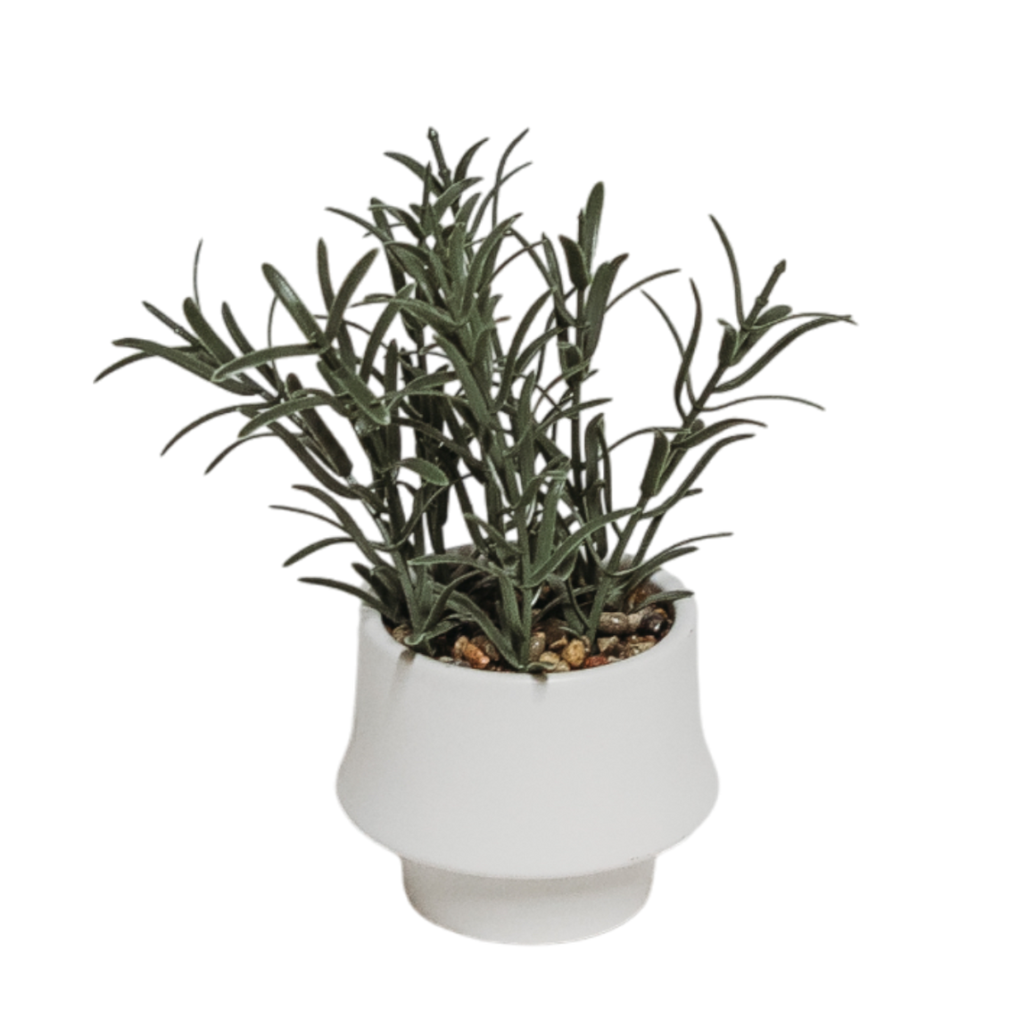 PTG101 Rosemary Bonsai 4" x 4" x 7.5" PK 12
