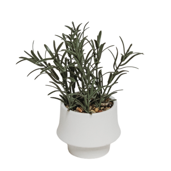 PTG101 Rosemary Bonsai 4" x 4" x 7.5" PK 12