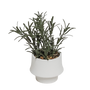 PTG101 Rosemary Bonsai 4" x 4" x 7.5" PK 12