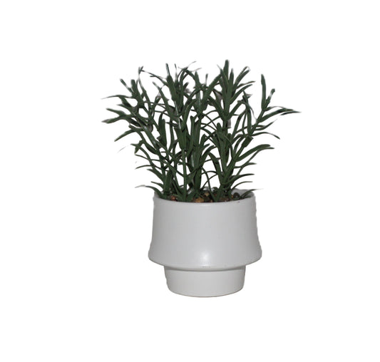 PTG101 Rosemary Bonsai 4" x 4" x 7"