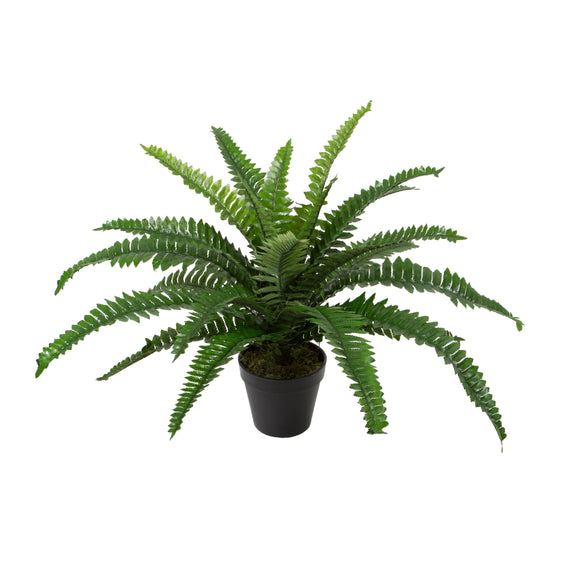 Potted Boston Fern 2'