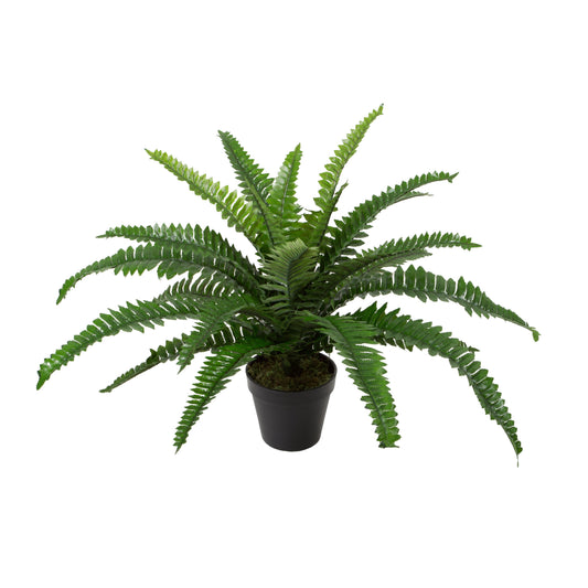 Potted Boston Fern 2'