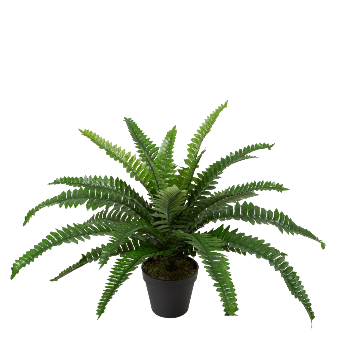 PTG102 Potted Boston Fern 19"H PK 4