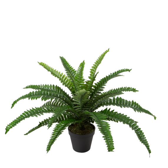 PTG102 Potted Boston Fern 19"H PK 4