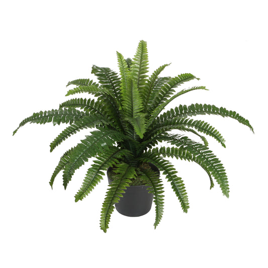 Potted Boston Fern 2.5'