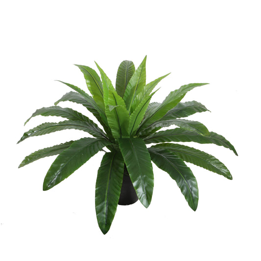 Bird's Nest Fern
