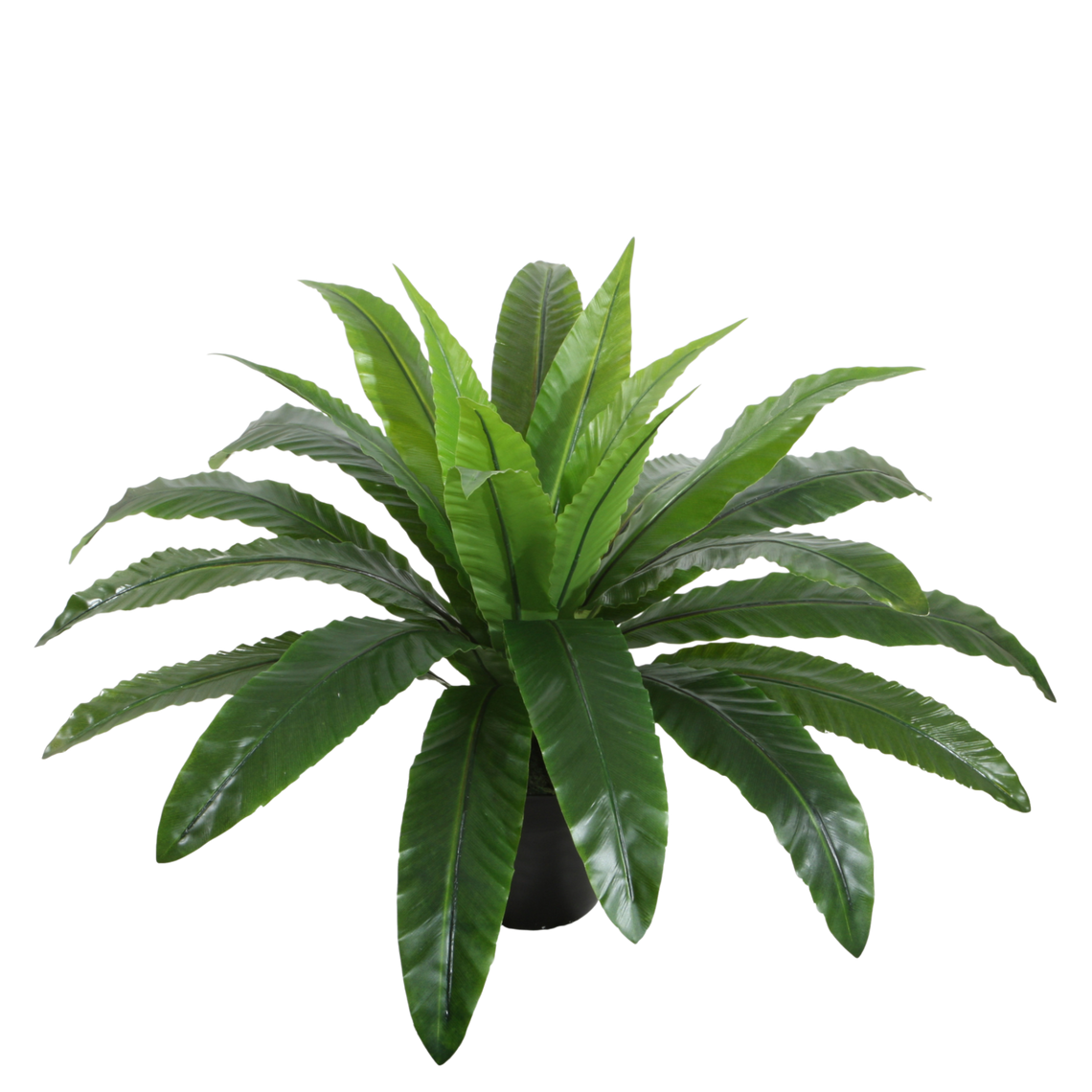 PTG104 Bird's Nest Fern 19" PK 2
